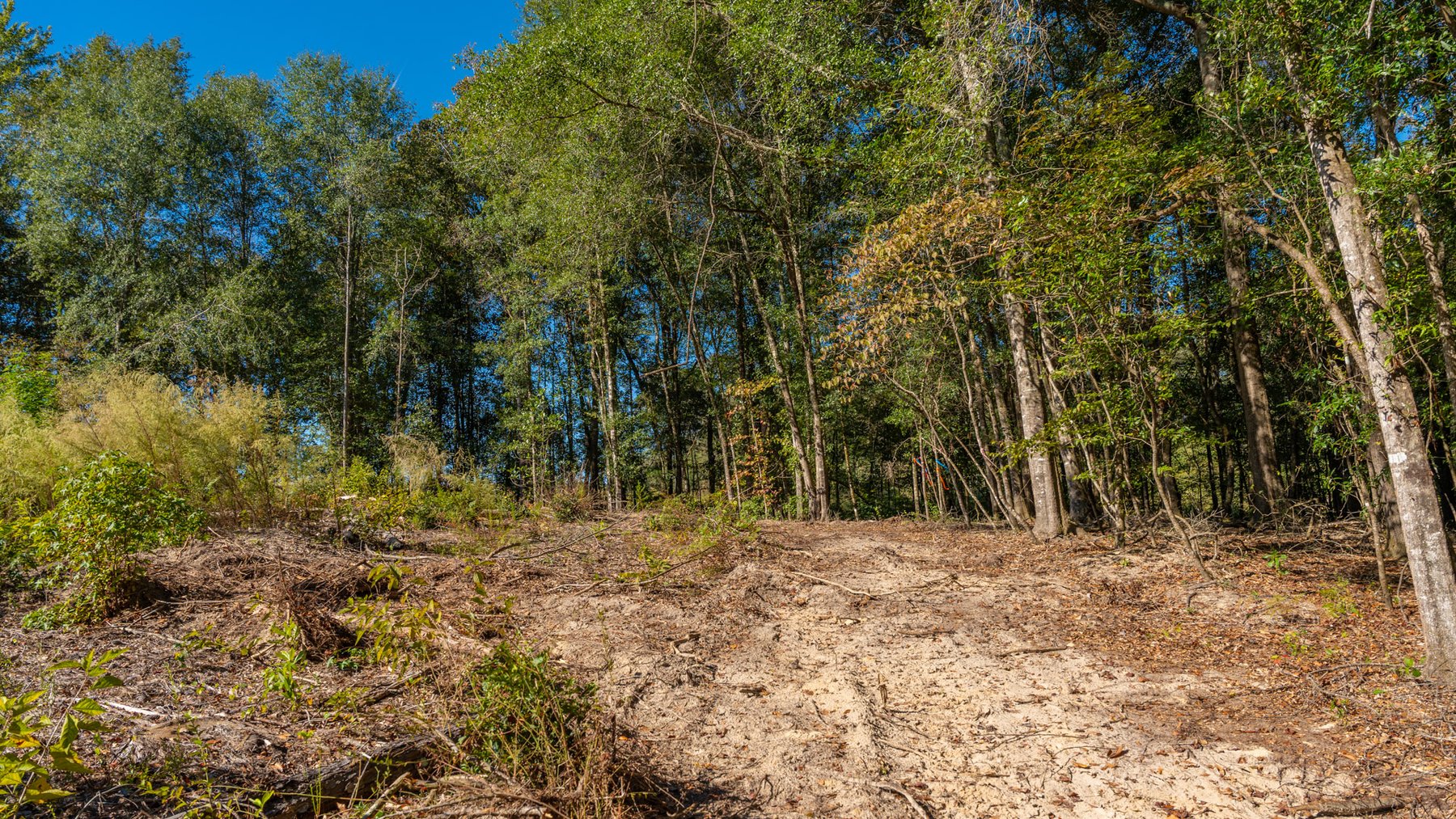 Image for Spann 150 Land Auction - 150+/- Acres - 4 Tracts - Sportsman's Paradise - Choctahatchee Creek Frontage - Offered Divided & As A Whole