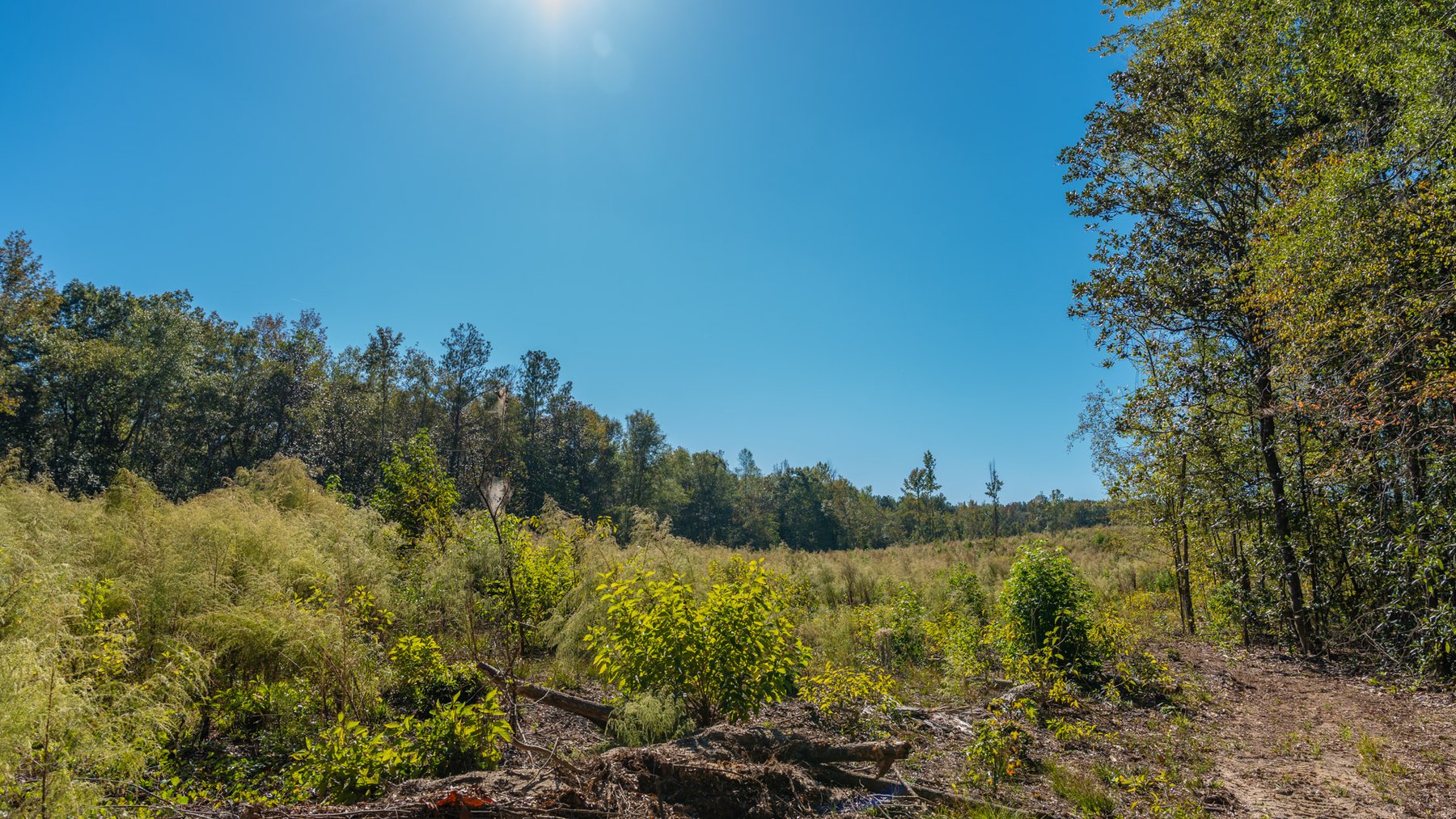 Image for Spann 150 Land Auction - 150+/- Acres - 4 Tracts - Sportsman's Paradise - Choctahatchee Creek Frontage - Offered Divided & As A Whole