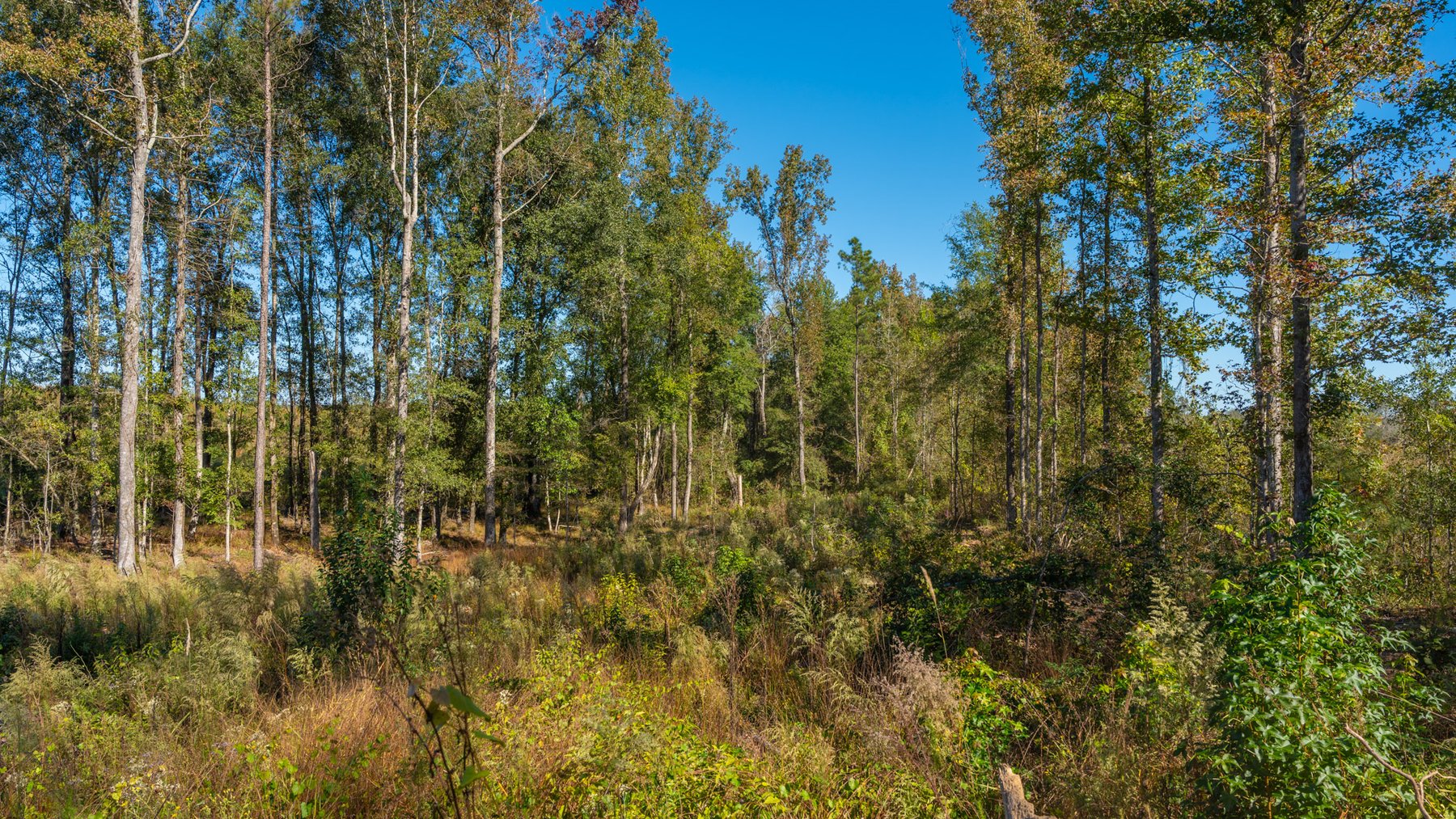 Image for Spann 150 Land Auction - 150+/- Acres - 4 Tracts - Sportsman's Paradise - Choctahatchee Creek Frontage - Offered Divided & As A Whole