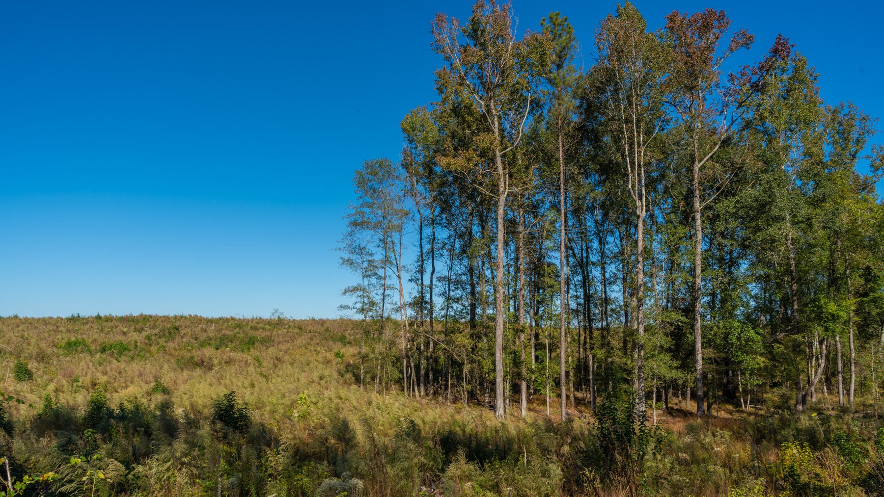 Image for Spann 150 Land Auction - 150+/- Acres - 4 Tracts - Sportsman's Paradise - Choctahatchee Creek Frontage - Offered Divided & As A Whole