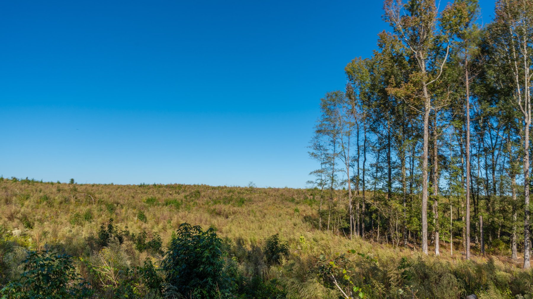 Image for Spann 150 Land Auction - 150+/- Acres - 4 Tracts - Sportsman's Paradise - Choctahatchee Creek Frontage - Offered Divided & As A Whole