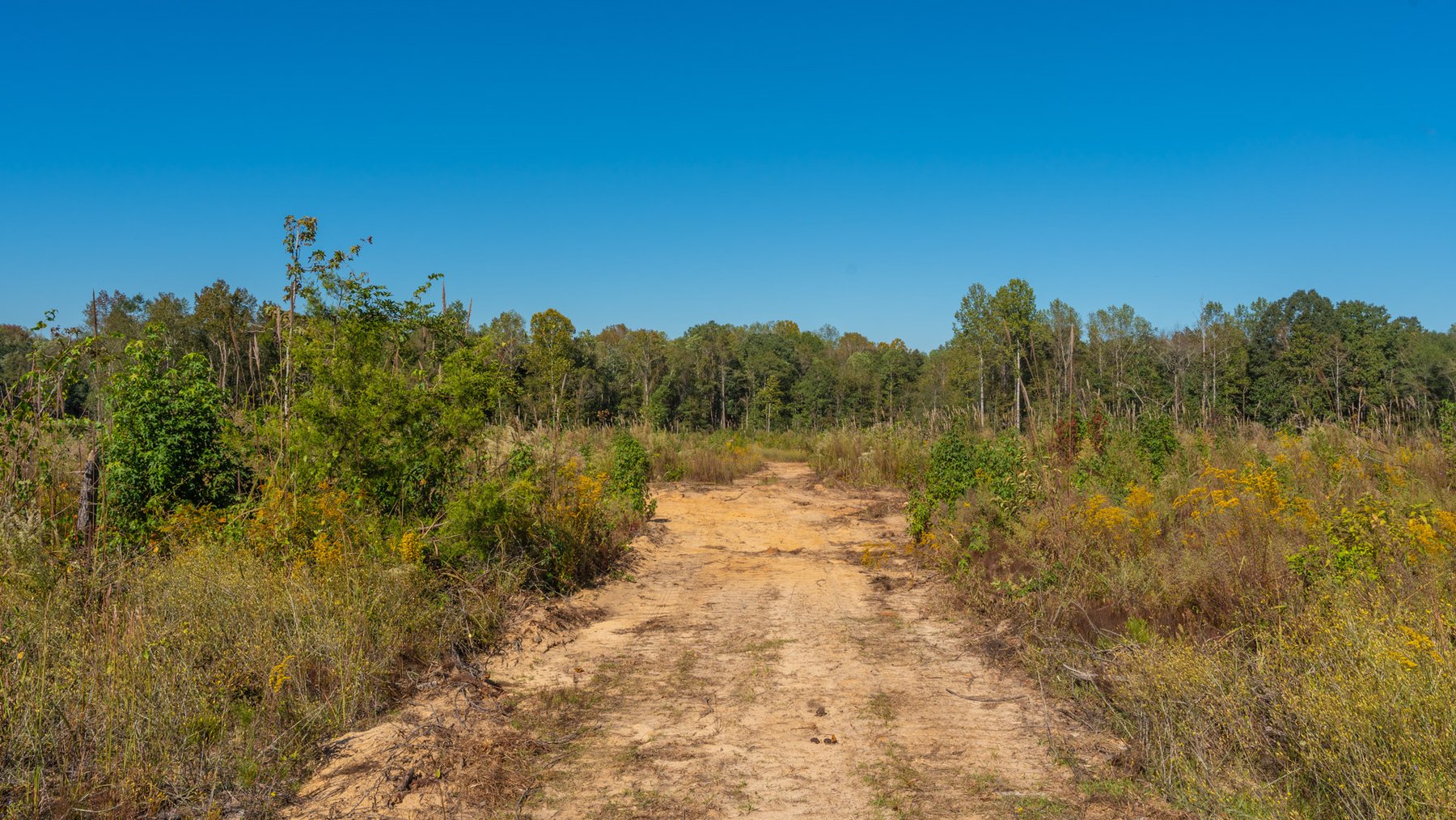 Image for Spann 150 Land Auction - 150+/- Acres - 4 Tracts - Sportsman's Paradise - Choctahatchee Creek Frontage - Offered Divided & As A Whole