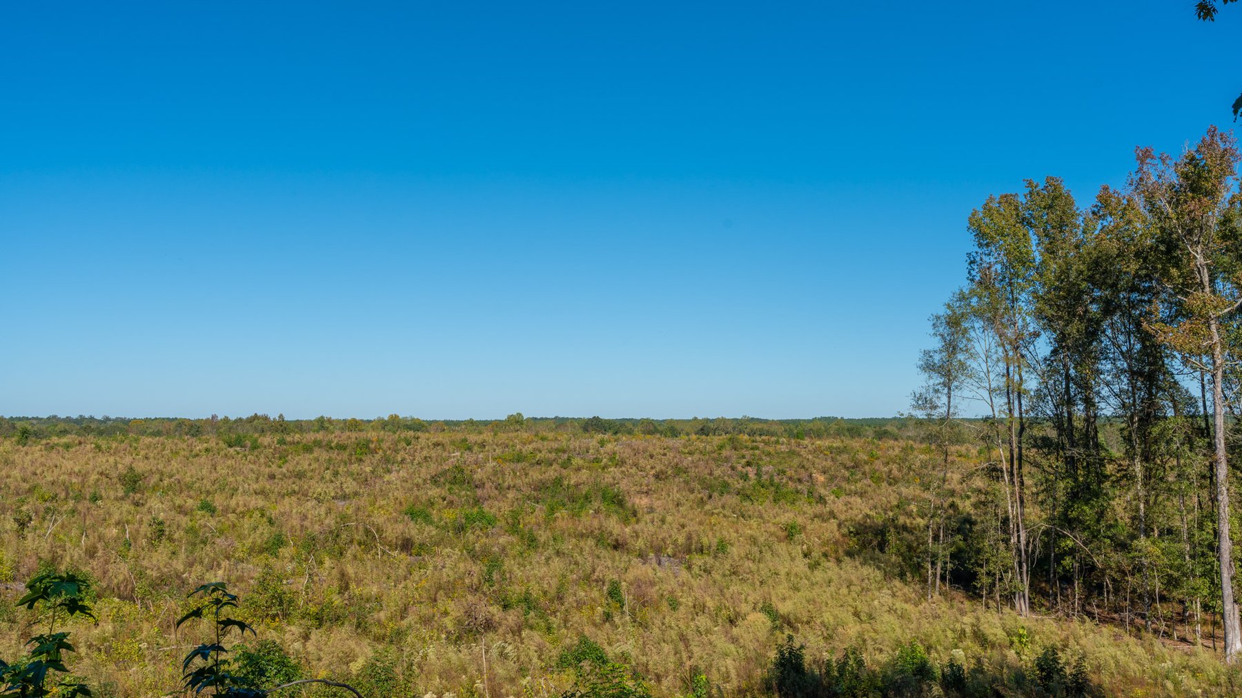 Image for Spann 150 Land Auction - 150+/- Acres - 4 Tracts - Sportsman's Paradise - Choctahatchee Creek Frontage - Offered Divided & As A Whole