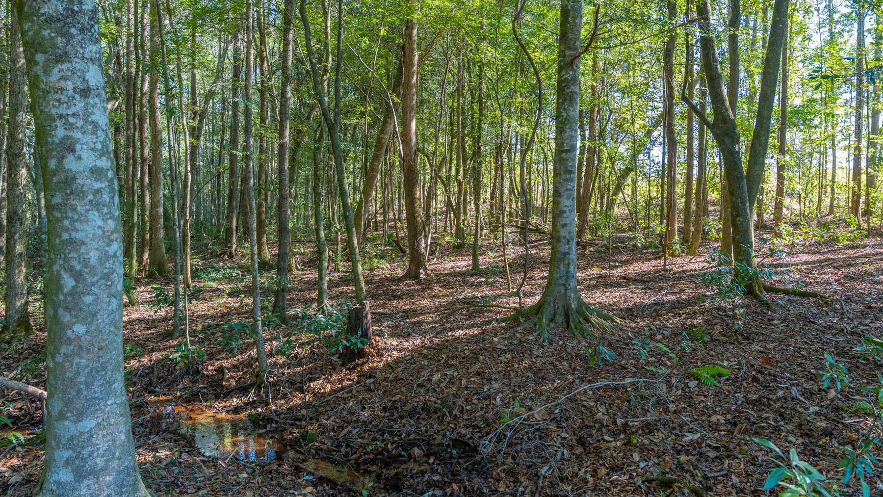 Image for Spann 150 Land Auction - 150+/- Acres - 4 Tracts - Sportsman's Paradise - Choctahatchee Creek Frontage - Offered Divided & As A Whole