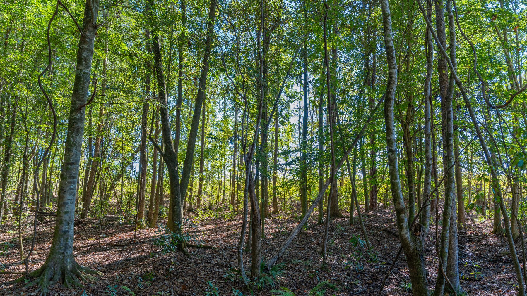 Image for Spann 150 Land Auction - 150+/- Acres - 4 Tracts - Sportsman's Paradise - Choctahatchee Creek Frontage - Offered Divided & As A Whole