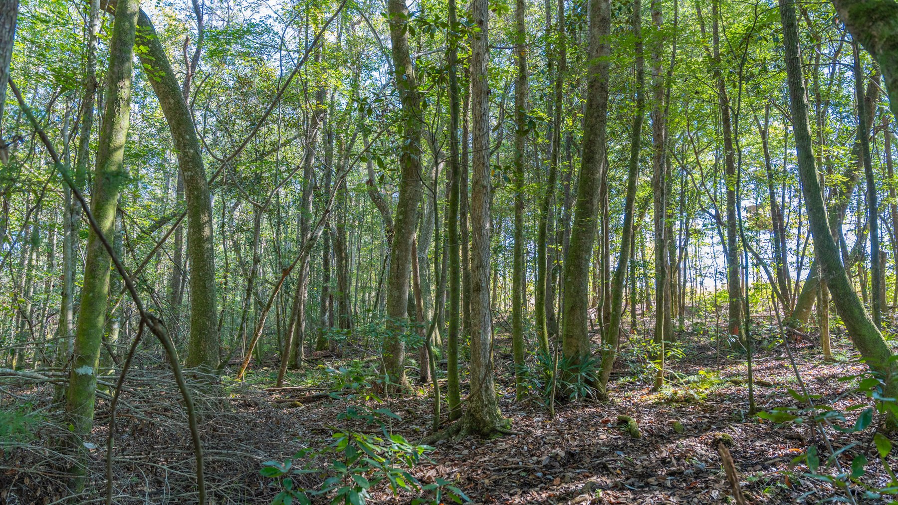 Image for Spann 150 Land Auction - 150+/- Acres - 4 Tracts - Sportsman's Paradise - Choctahatchee Creek Frontage - Offered Divided & As A Whole