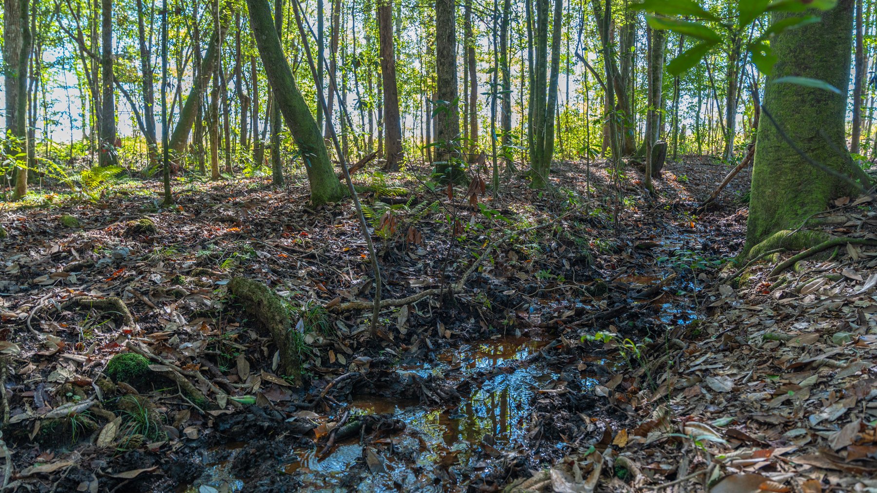 Image for Spann 150 Land Auction - 150+/- Acres - 4 Tracts - Sportsman's Paradise - Choctahatchee Creek Frontage - Offered Divided & As A Whole