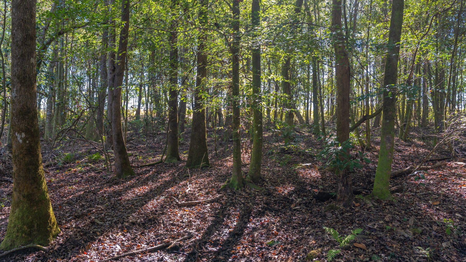 Image for Spann 150 Land Auction - 150+/- Acres - 4 Tracts - Sportsman's Paradise - Choctahatchee Creek Frontage - Offered Divided & As A Whole