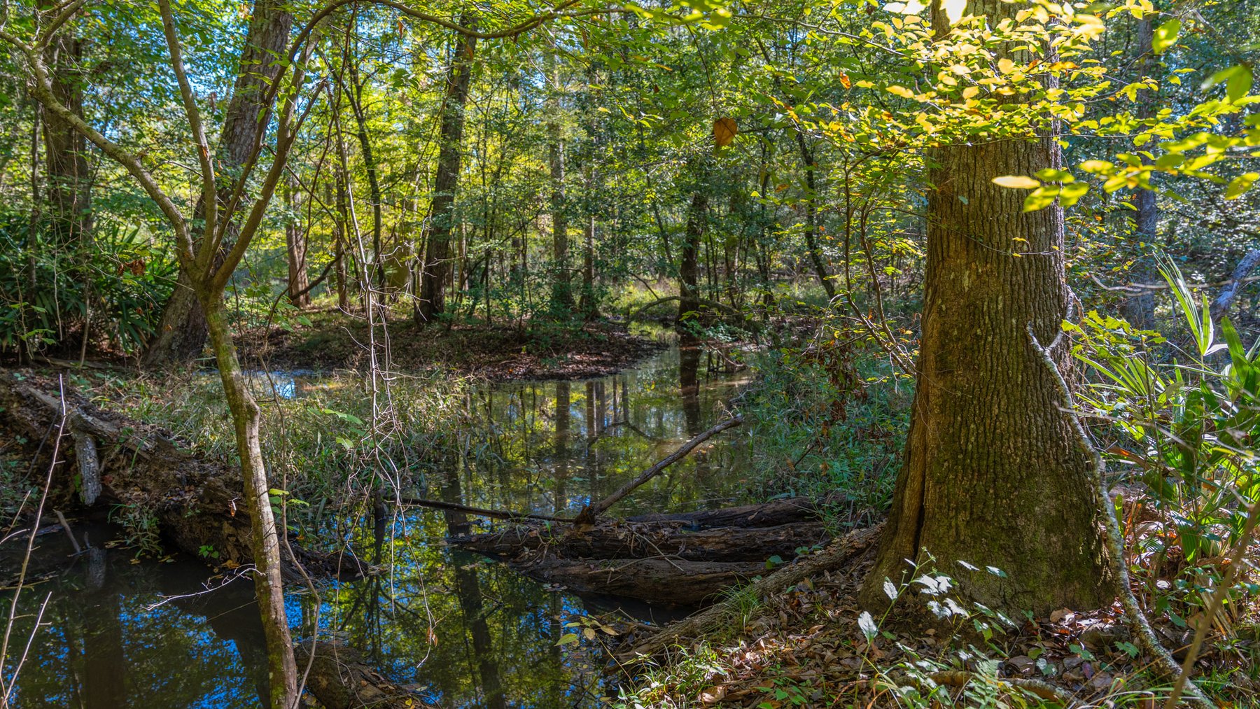 Image for Spann 150 Land Auction - 150+/- Acres - 4 Tracts - Sportsman's Paradise - Choctahatchee Creek Frontage - Offered Divided & As A Whole