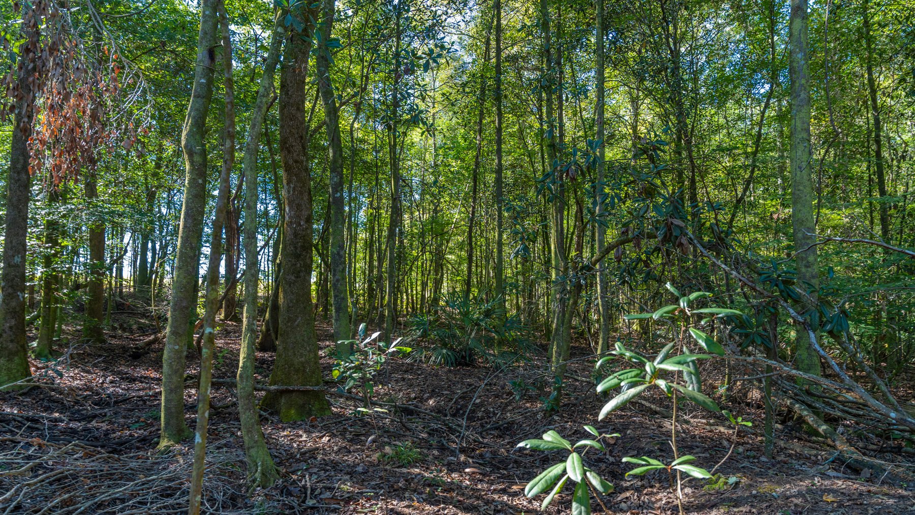 Image for Spann 150 Land Auction - 150+/- Acres - 4 Tracts - Sportsman's Paradise - Choctahatchee Creek Frontage - Offered Divided & As A Whole