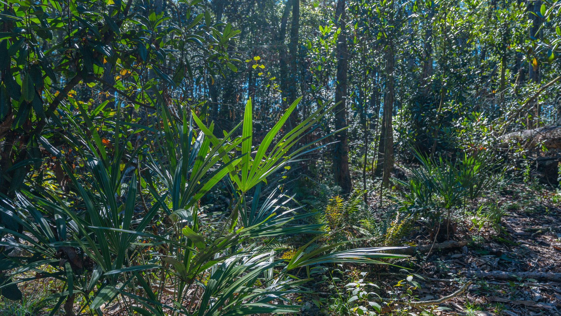 Image for Spann 150 Land Auction - 150+/- Acres - 4 Tracts - Sportsman's Paradise - Choctahatchee Creek Frontage - Offered Divided & As A Whole