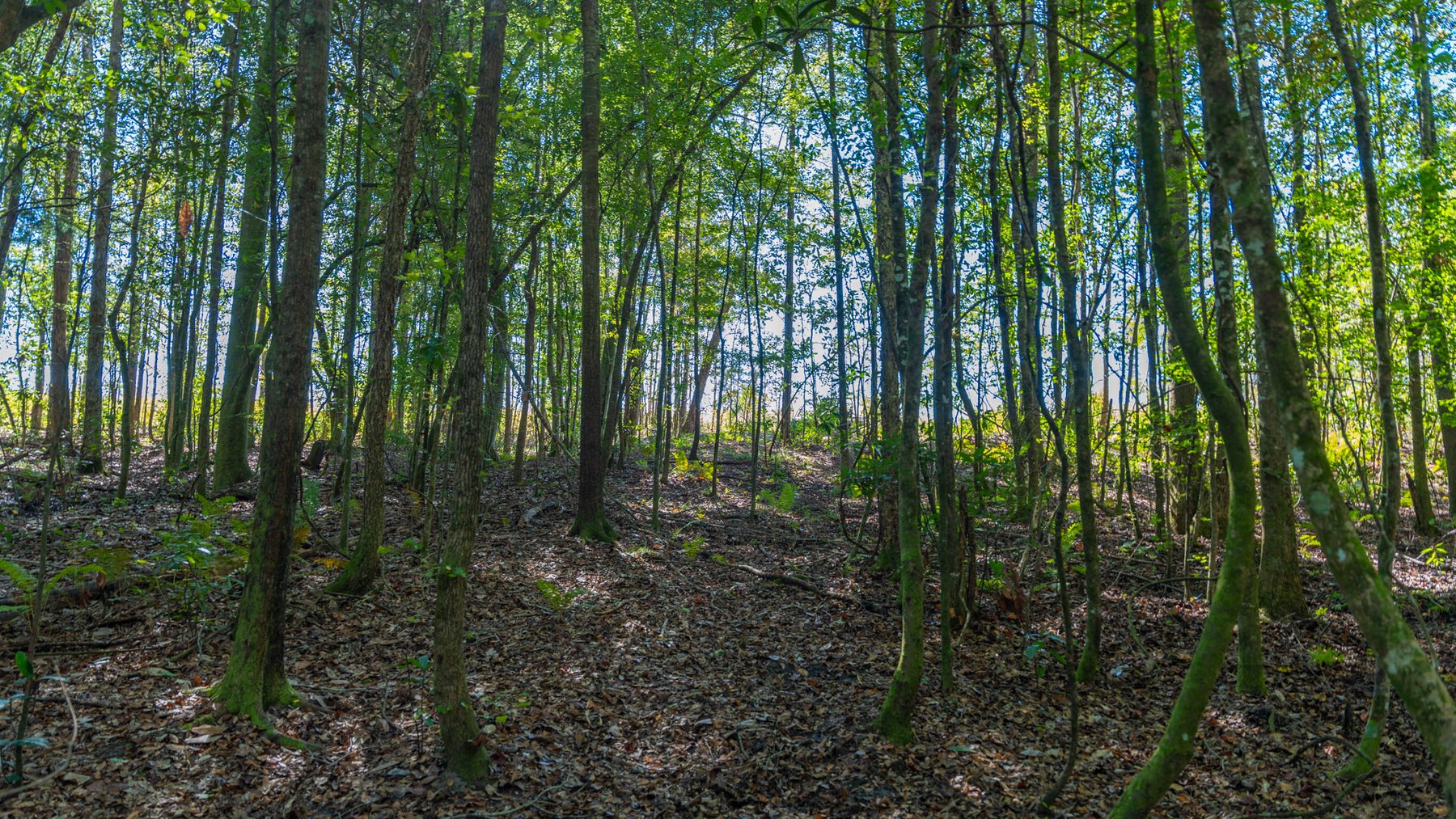 Image for Spann 150 Land Auction - 150+/- Acres - 4 Tracts - Sportsman's Paradise - Choctahatchee Creek Frontage - Offered Divided & As A Whole
