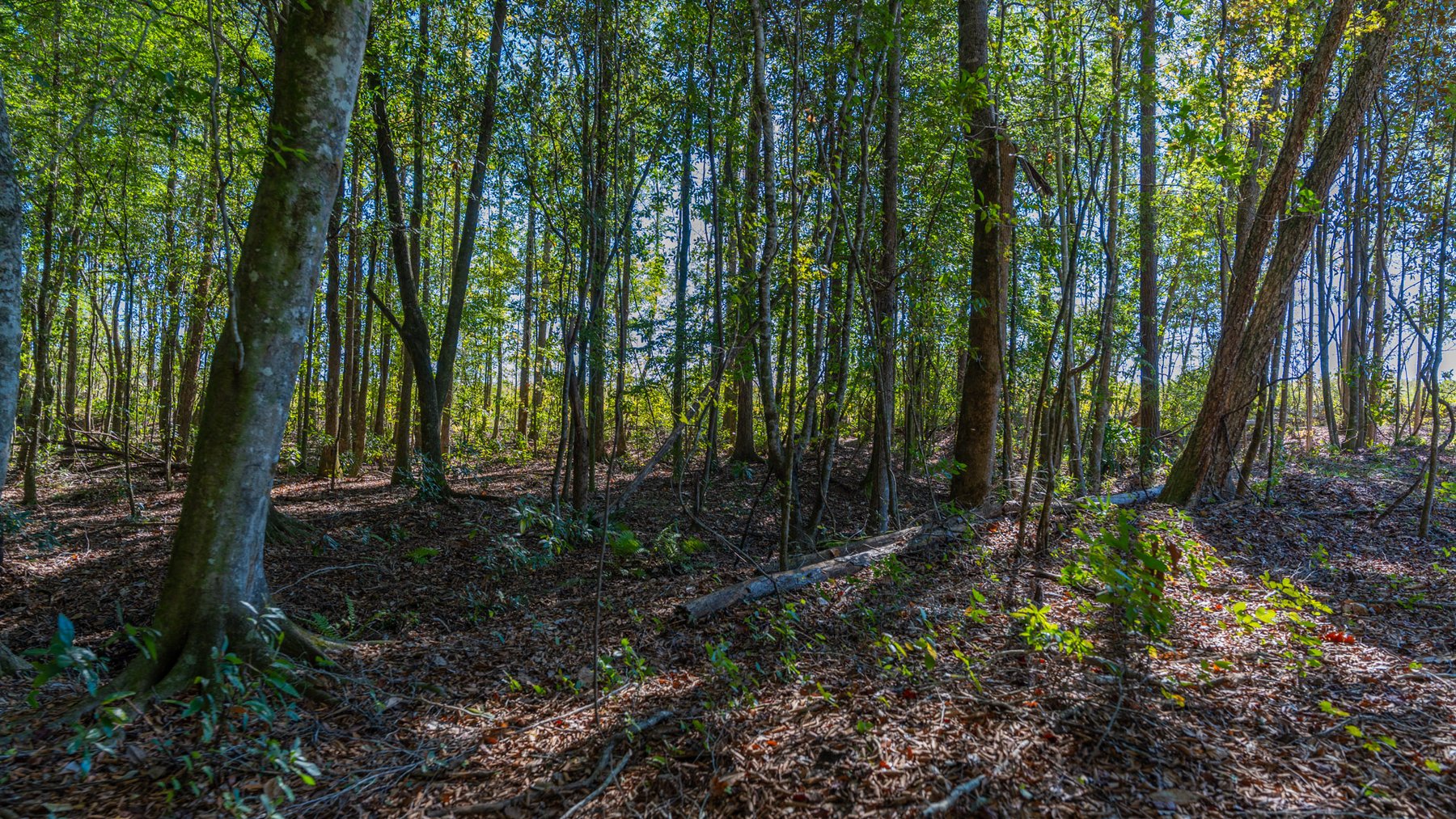 Image for Spann 150 Land Auction - 150+/- Acres - 4 Tracts - Sportsman's Paradise - Choctahatchee Creek Frontage - Offered Divided & As A Whole