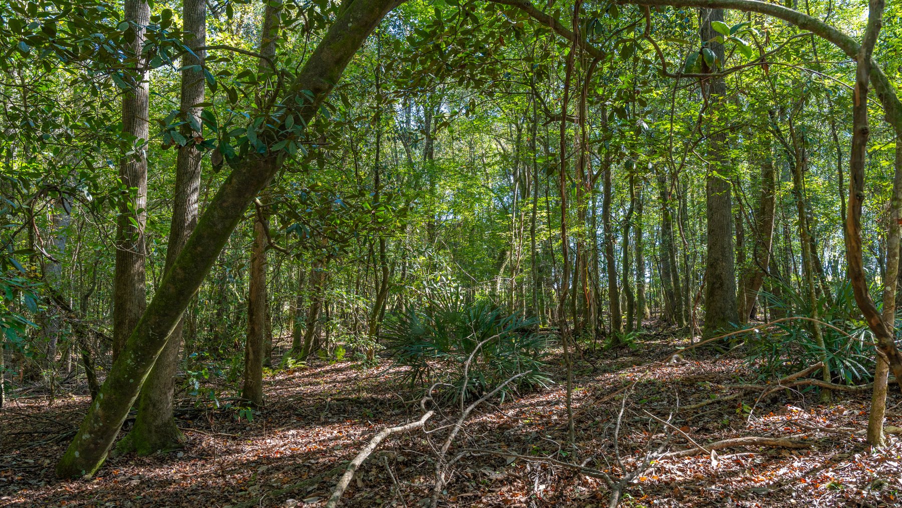 Image for Spann 150 Land Auction - 150+/- Acres - 4 Tracts - Sportsman's Paradise - Choctahatchee Creek Frontage - Offered Divided & As A Whole