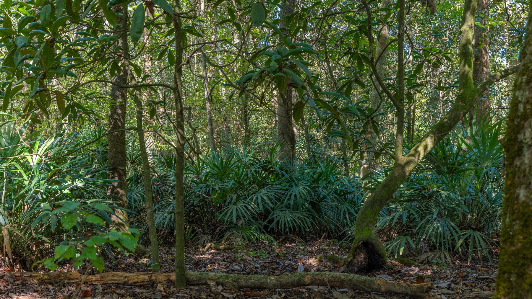 Image for Spann 150 Land Auction - 150+/- Acres - 4 Tracts - Sportsman's Paradise - Choctahatchee Creek Frontage - Offered Divided & As A Whole