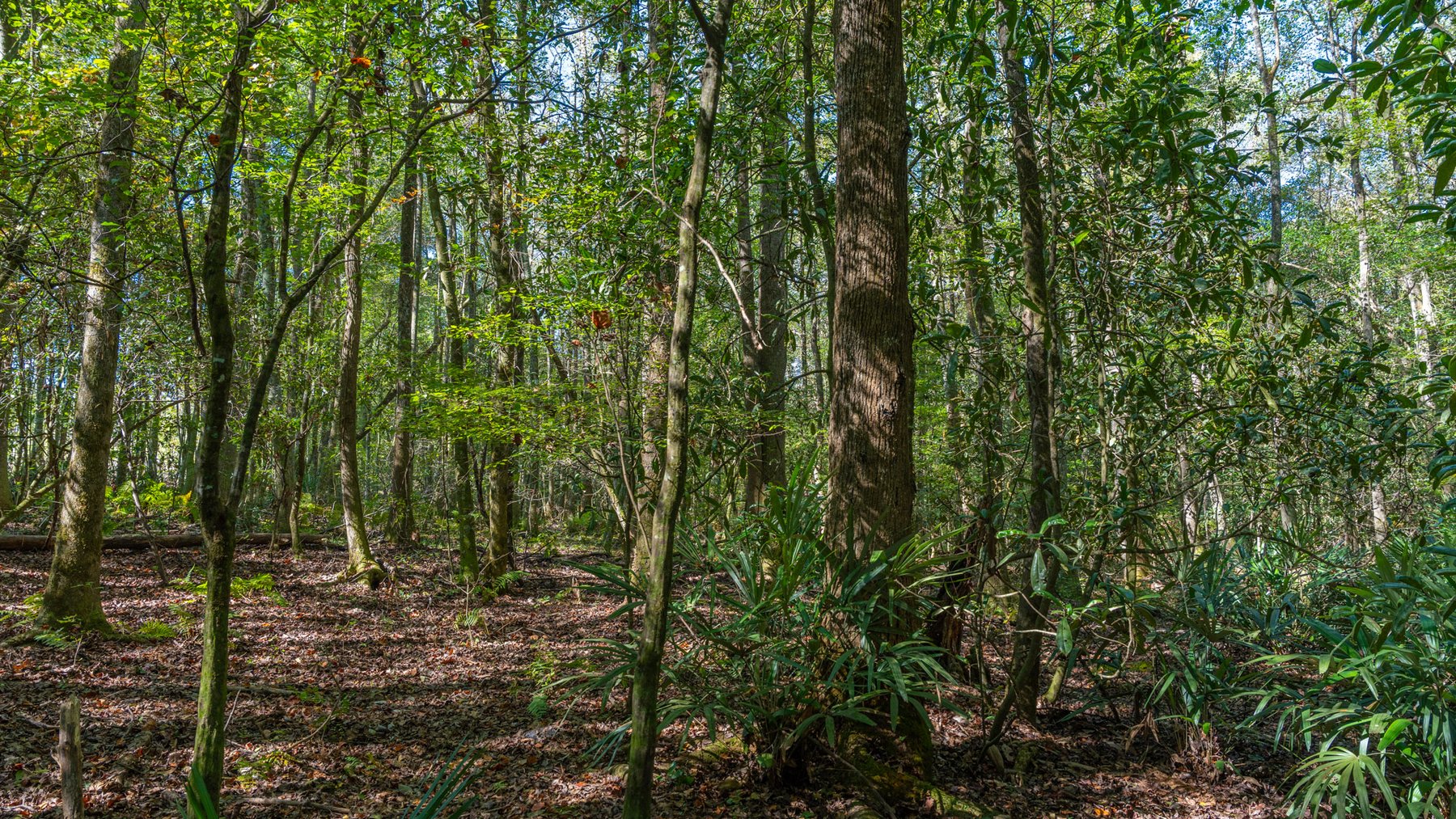 Image for Spann 150 Land Auction - 150+/- Acres - 4 Tracts - Sportsman's Paradise - Choctahatchee Creek Frontage - Offered Divided & As A Whole