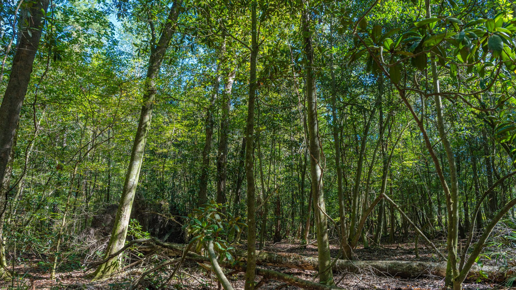 Image for Spann 150 Land Auction - 150+/- Acres - 4 Tracts - Sportsman's Paradise - Choctahatchee Creek Frontage - Offered Divided & As A Whole