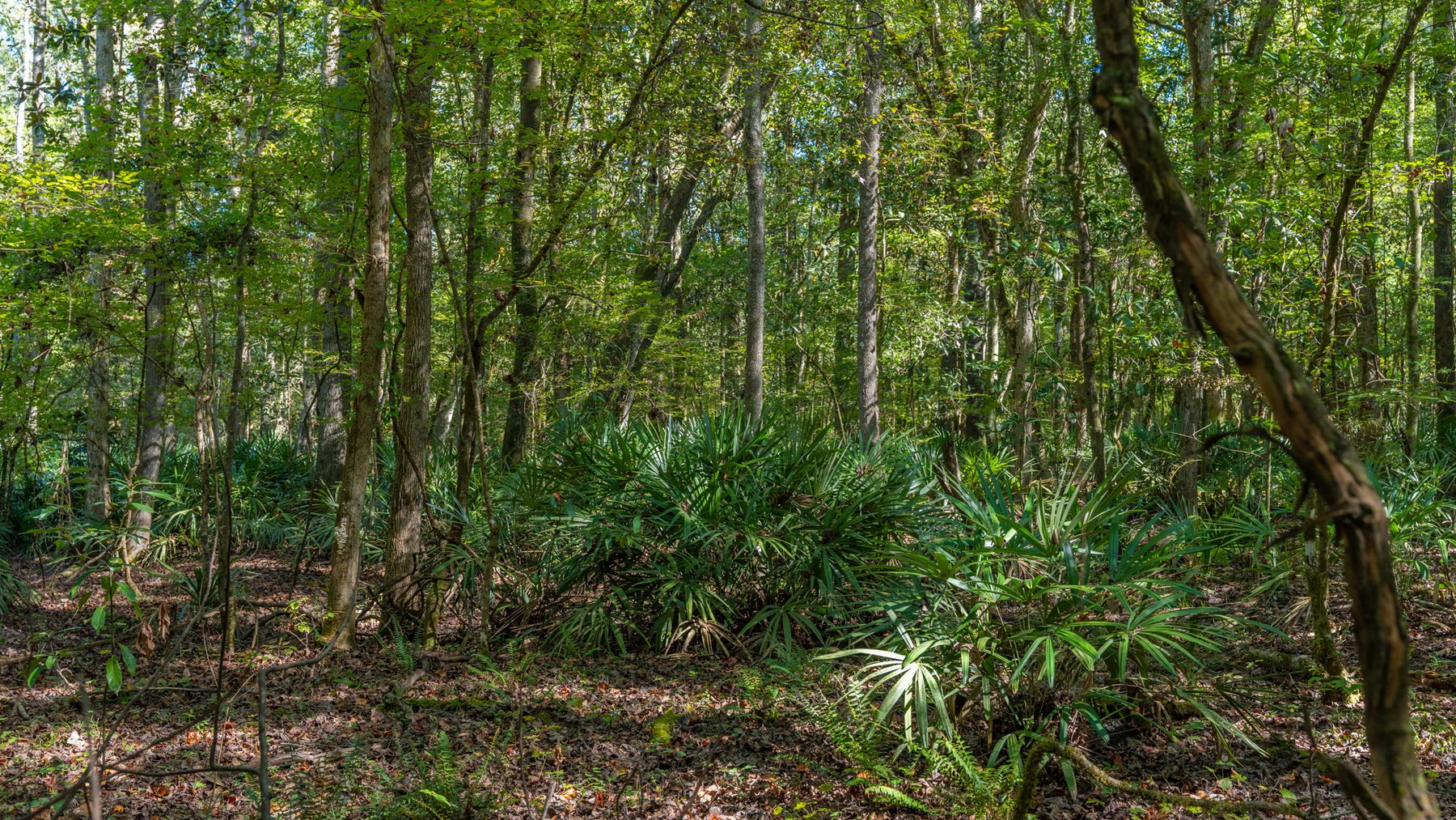 Image for Spann 150 Land Auction - 150+/- Acres - 4 Tracts - Sportsman's Paradise - Choctahatchee Creek Frontage - Offered Divided & As A Whole