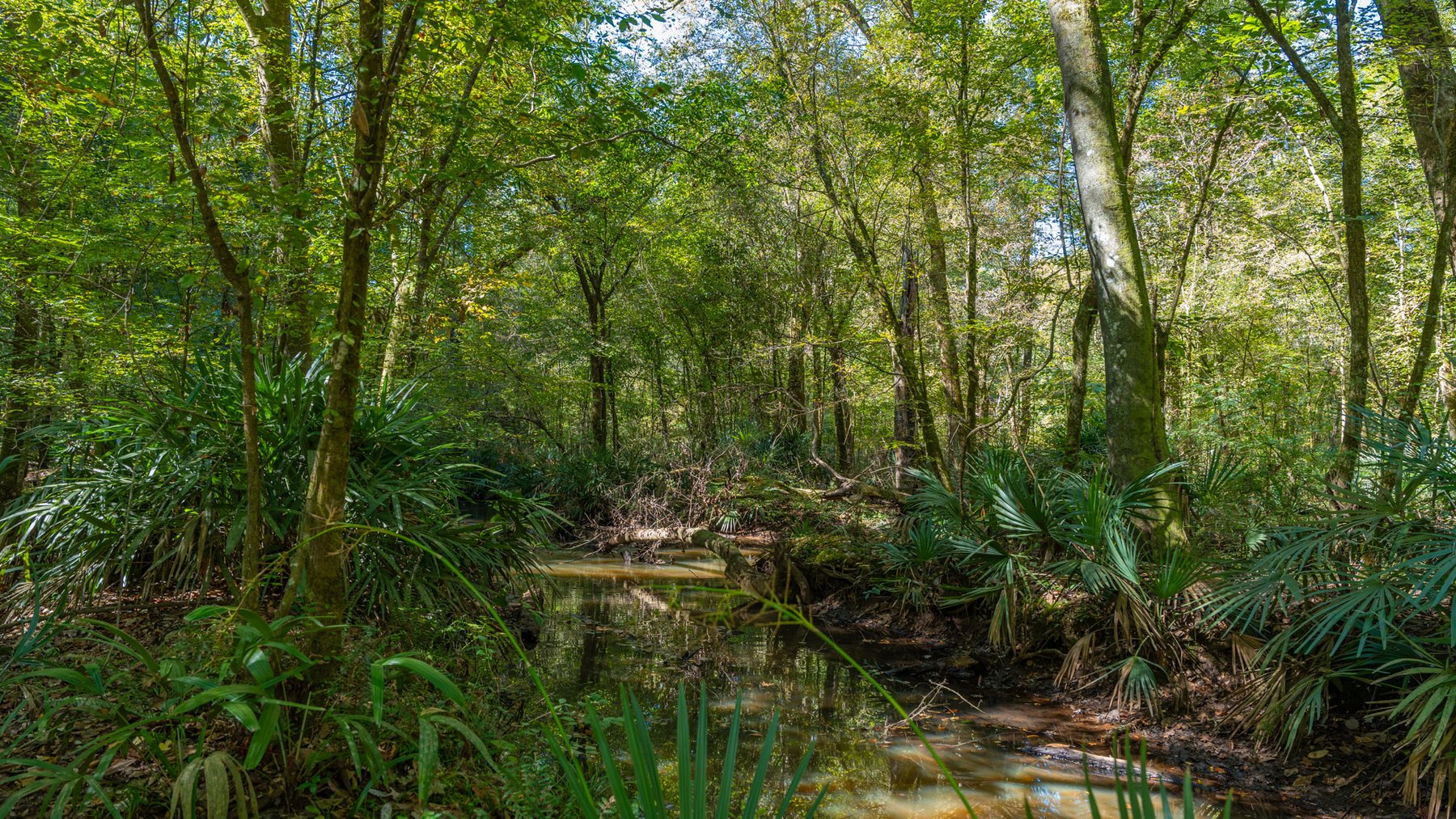 Image for Spann 150 Land Auction - 150+/- Acres - 4 Tracts - Sportsman's Paradise - Choctahatchee Creek Frontage - Offered Divided & As A Whole