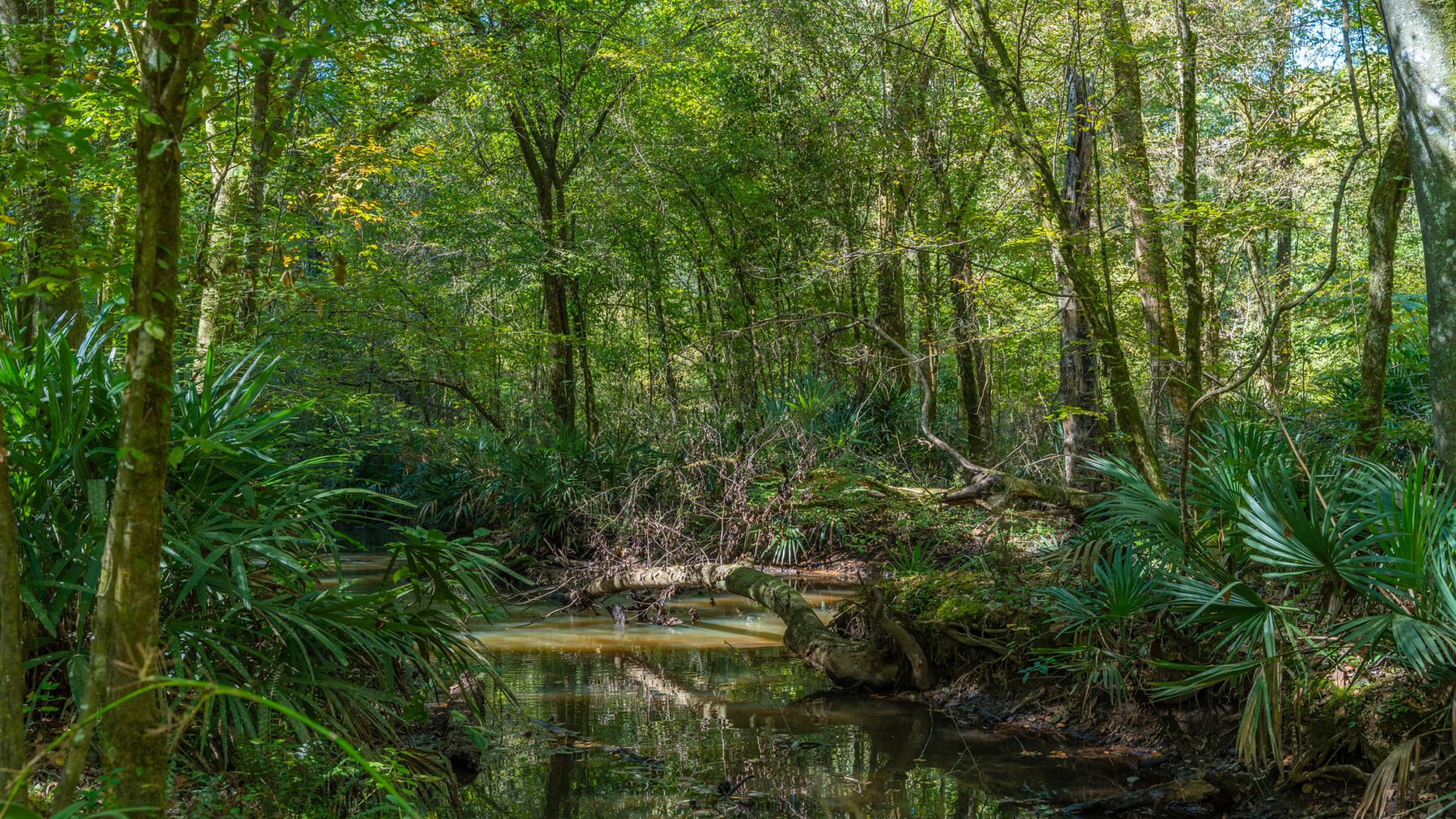 Image for Spann 150 Land Auction - 150+/- Acres - 4 Tracts - Sportsman's Paradise - Choctahatchee Creek Frontage - Offered Divided & As A Whole