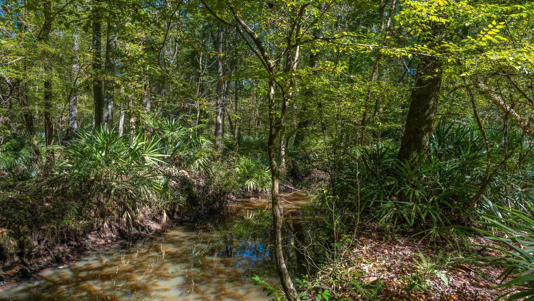 Image for Spann 150 Land Auction - 150+/- Acres - 4 Tracts - Sportsman's Paradise - Choctahatchee Creek Frontage - Offered Divided & As A Whole