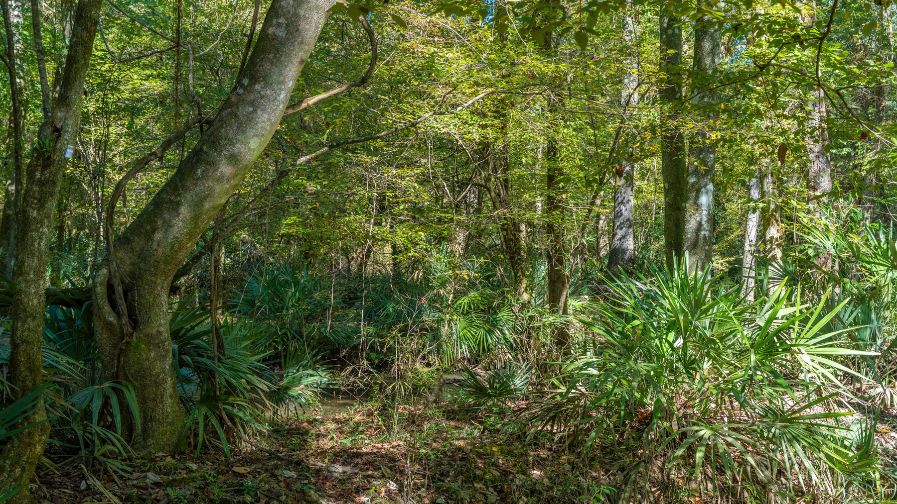 Image for Spann 150 Land Auction - 150+/- Acres - 4 Tracts - Sportsman's Paradise - Choctahatchee Creek Frontage - Offered Divided & As A Whole