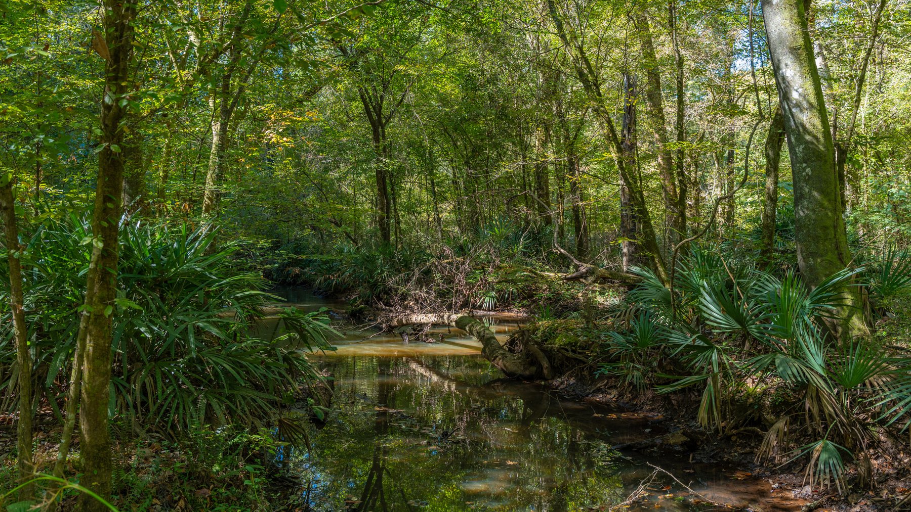 Image for Spann 150 Land Auction - 150+/- Acres - 4 Tracts - Sportsman's Paradise - Choctahatchee Creek Frontage - Offered Divided & As A Whole