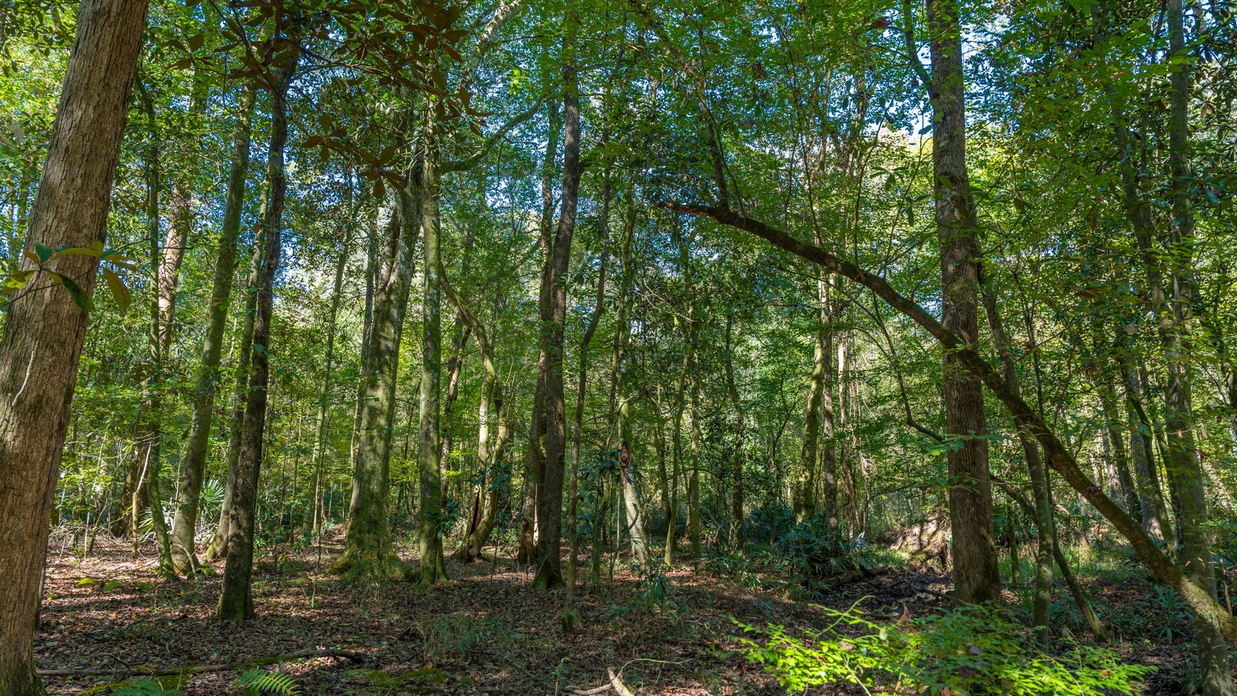 Image for Spann 150 Land Auction - 150+/- Acres - 4 Tracts - Sportsman's Paradise - Choctahatchee Creek Frontage - Offered Divided & As A Whole