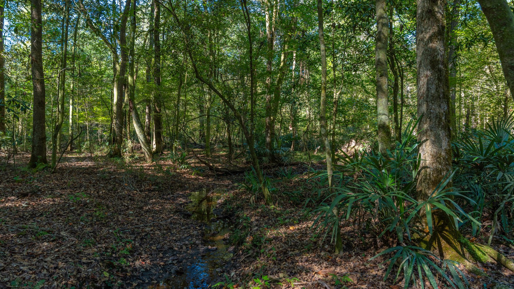 Image for Spann 150 Land Auction - 150+/- Acres - 4 Tracts - Sportsman's Paradise - Choctahatchee Creek Frontage - Offered Divided & As A Whole