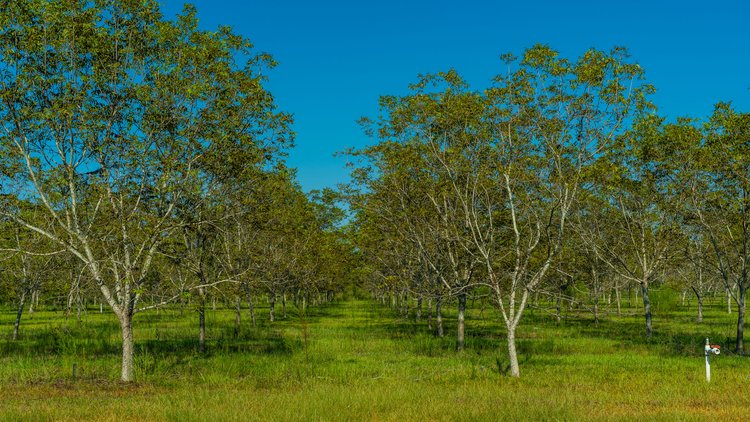 Image for 323± Acres - O’Brien Orchard - Prime Location with Future Growth Potential - Homesites & Investment Appeal - Irrigated Orchard & Cleaning Facility