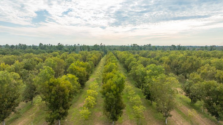 Image for 1,181± Acres - Patten Orchard - Premium Irrigated Pecan Operation - Long-Term Orchard Income w/ Improvements - Merchantable Timber Stand & Creek Frontage