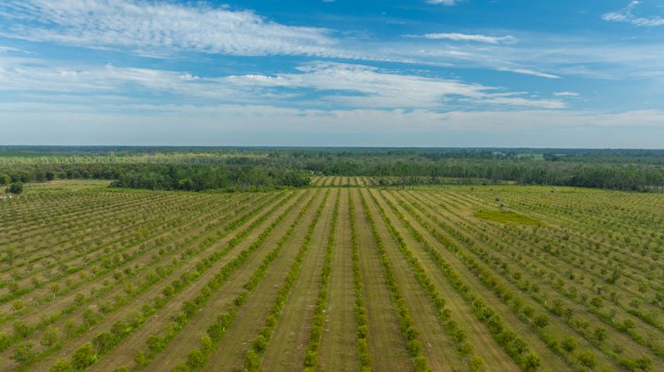 Image for 1,181± Acres - Patten Orchard - Premium Irrigated Pecan Operation - Long-Term Orchard Income w/ Improvements - Merchantable Timber Stand & Creek Frontage