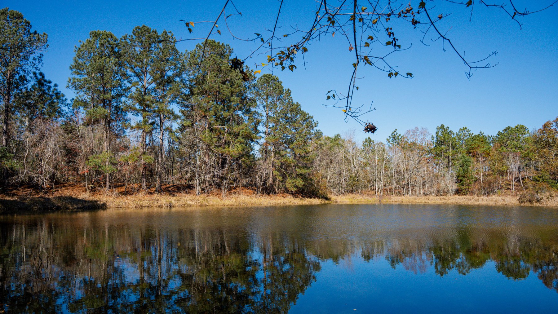 Image for Swallow Lane Farm - 157± Acres - Irwin County, Georgia - Income-Producing Row Crop Farmland & Recreational Retreat