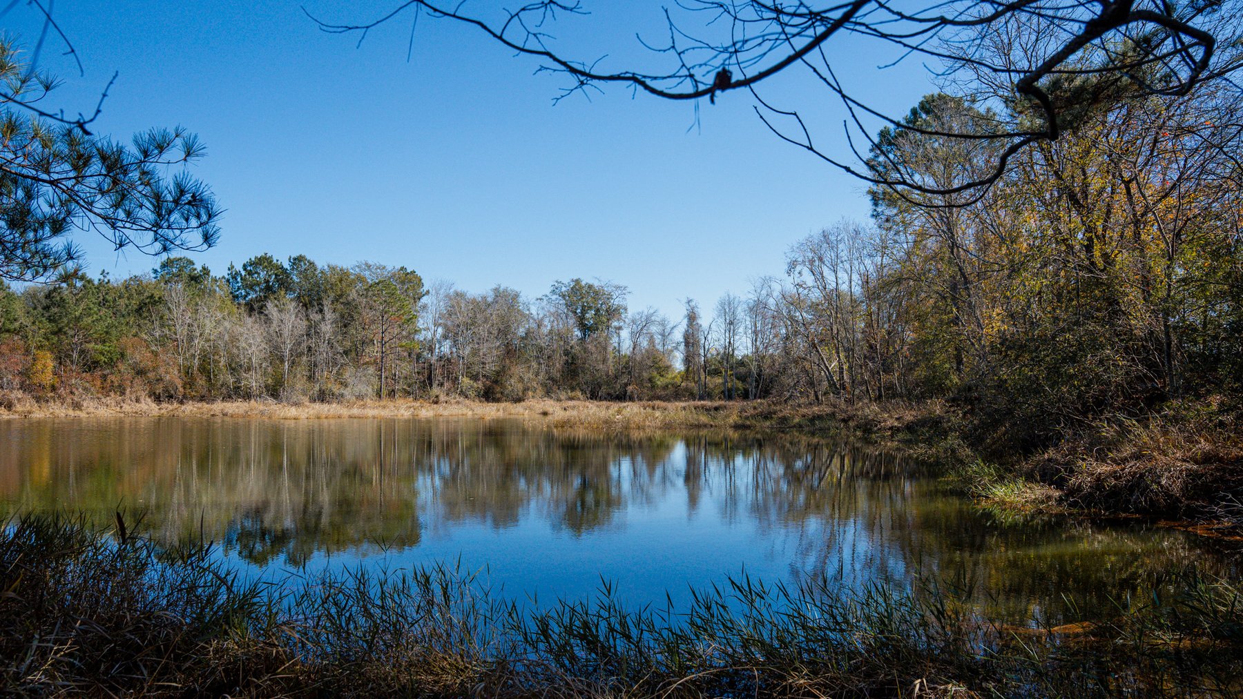 Image for Swallow Lane Farm - 157± Acres - Irwin County, Georgia - Income-Producing Row Crop Farmland & Recreational Retreat