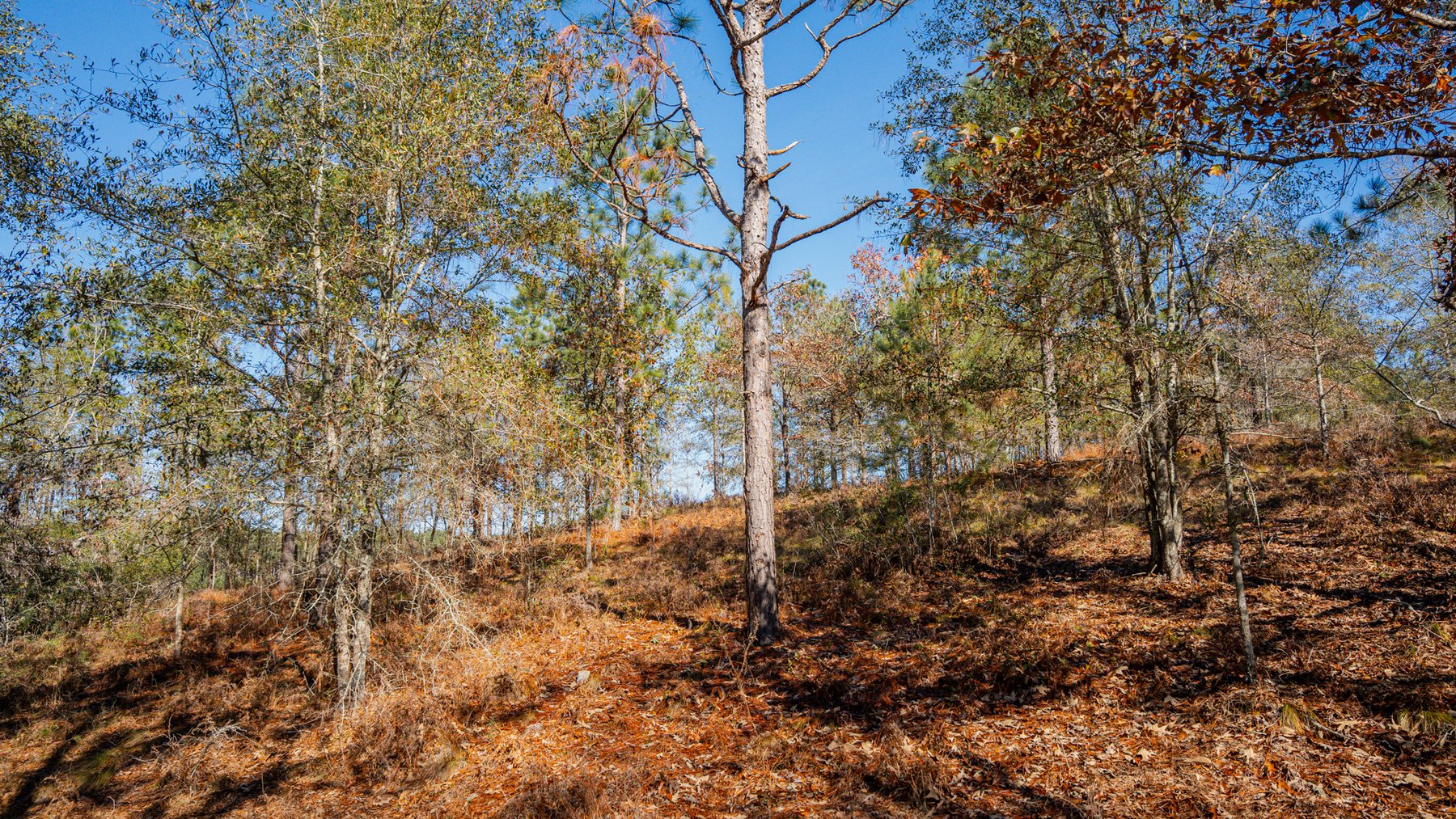 Image for Swallow Lane Farm - 157± Acres - Irwin County, Georgia - Income-Producing Row Crop Farmland & Recreational Retreat