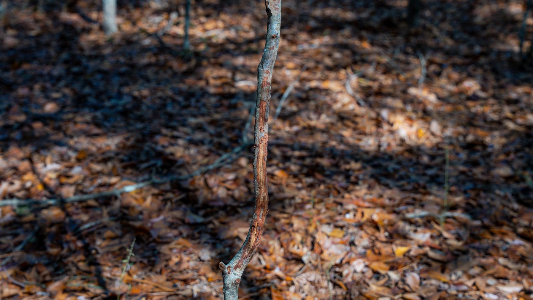 Image for Swallow Lane Farm - 157± Acres - Irwin County, Georgia - Income-Producing Row Crop Farmland & Recreational Retreat