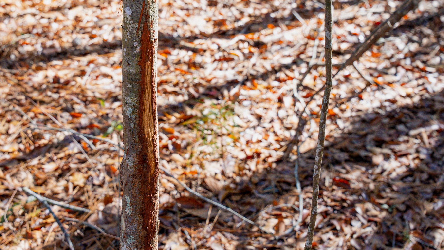 Image for Swallow Lane Farm - 157± Acres - Irwin County, Georgia - Income-Producing Row Crop Farmland & Recreational Retreat