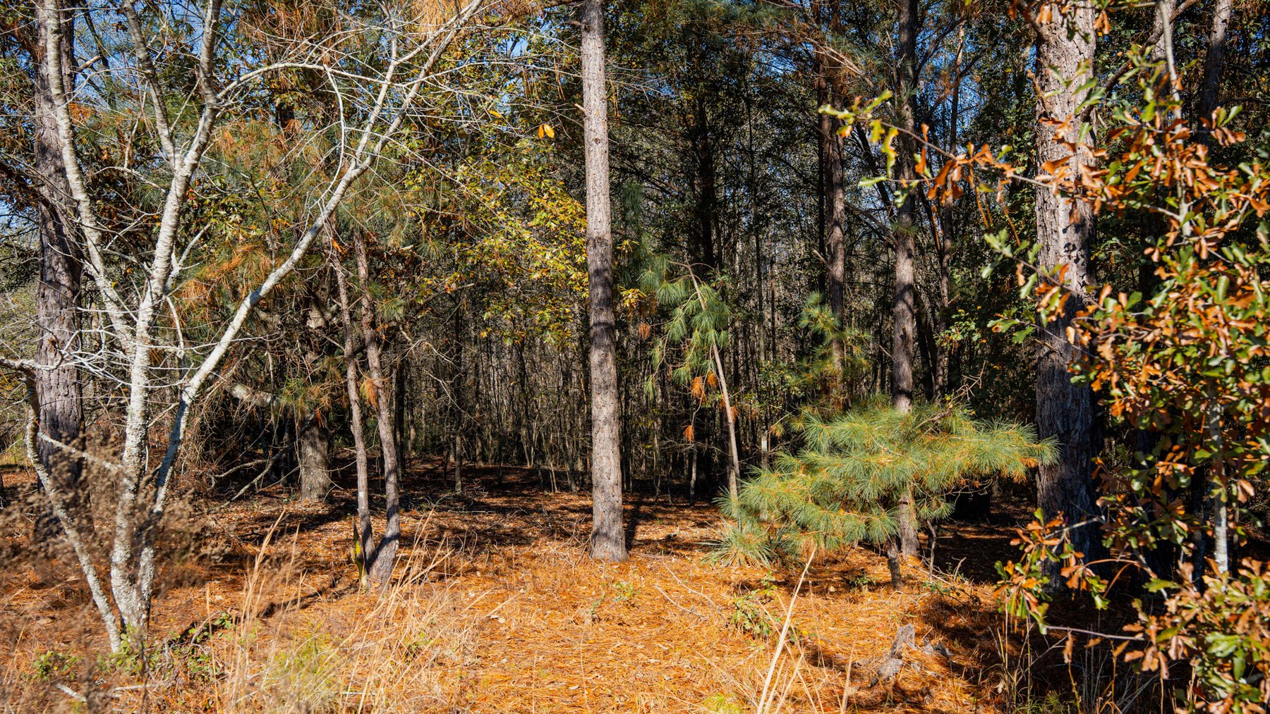 Image for Swallow Lane Farm - 157± Acres - Irwin County, Georgia - Income-Producing Row Crop Farmland & Recreational Retreat