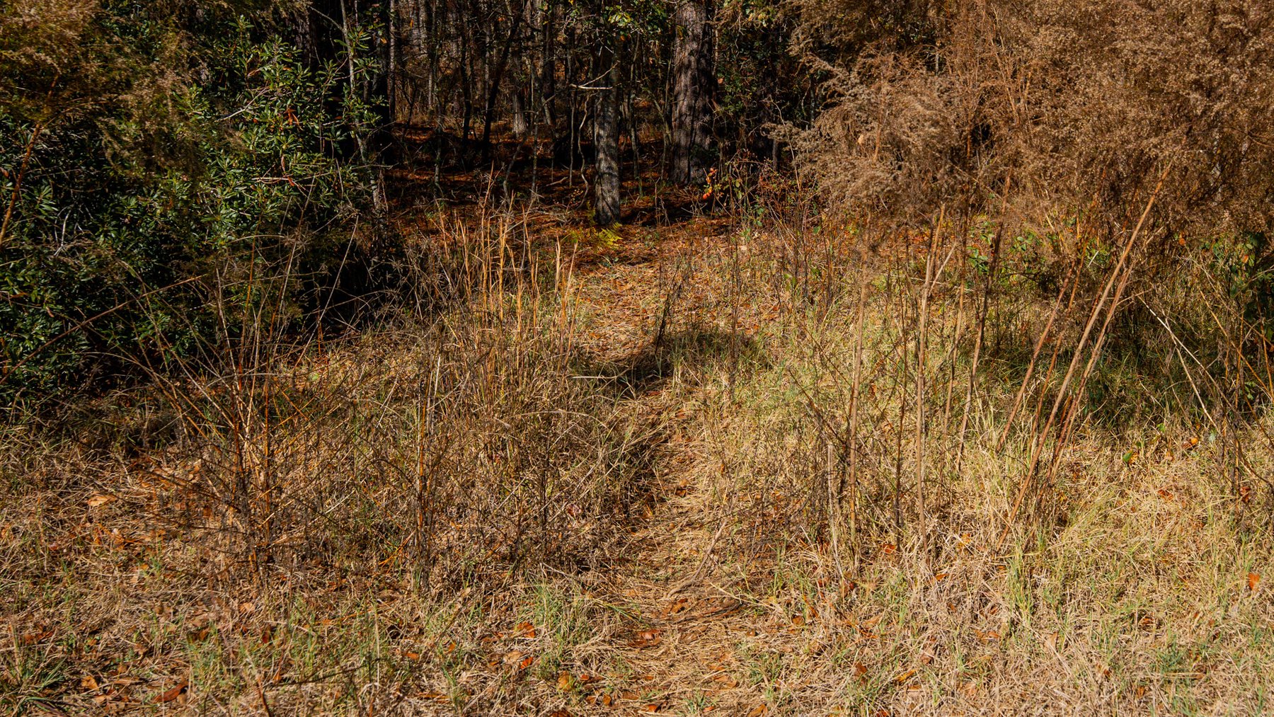 Image for Swallow Lane Farm - 157± Acres - Irwin County, Georgia - Income-Producing Row Crop Farmland & Recreational Retreat
