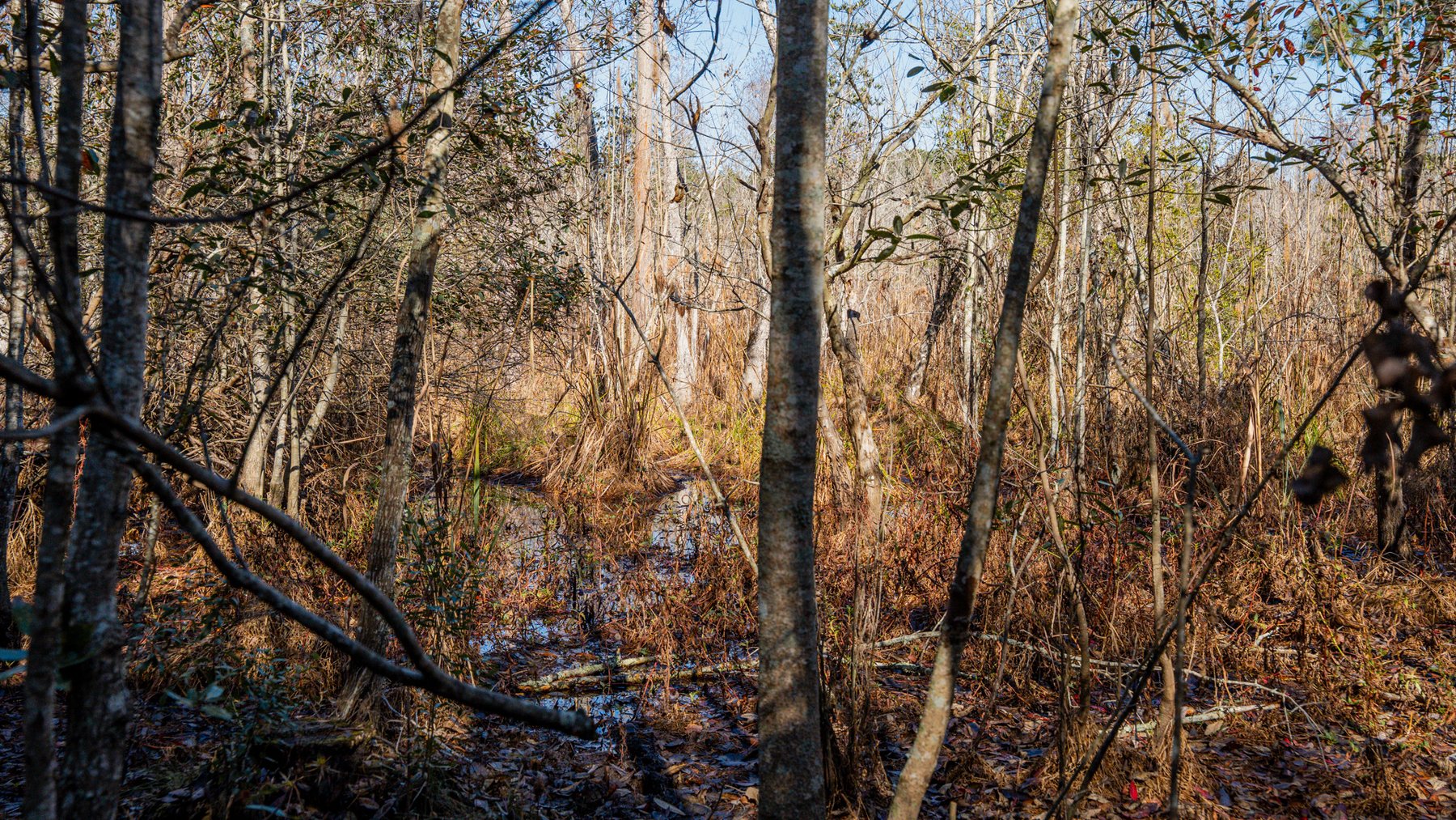 Image for Swallow Lane Farm - 157± Acres - Irwin County, Georgia - Income-Producing Row Crop Farmland & Recreational Retreat