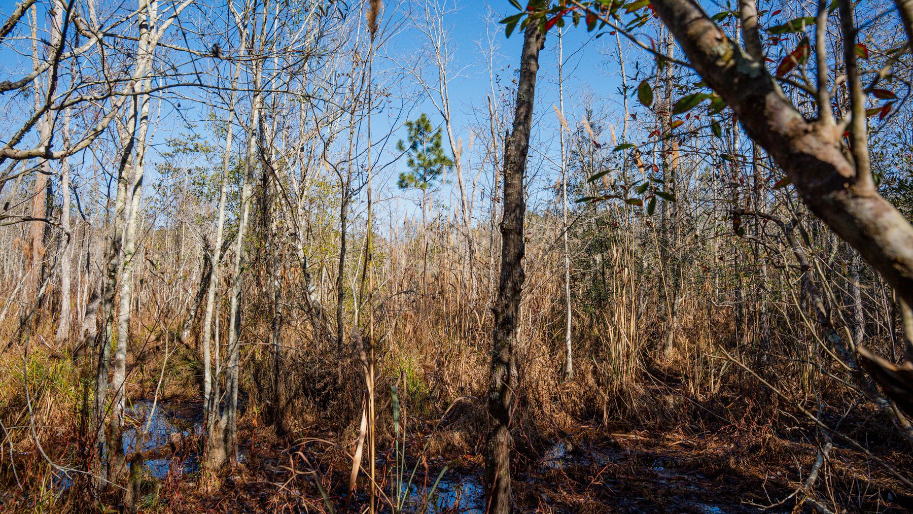 Image for Swallow Lane Farm - 157± Acres - Irwin County, Georgia - Income-Producing Row Crop Farmland & Recreational Retreat