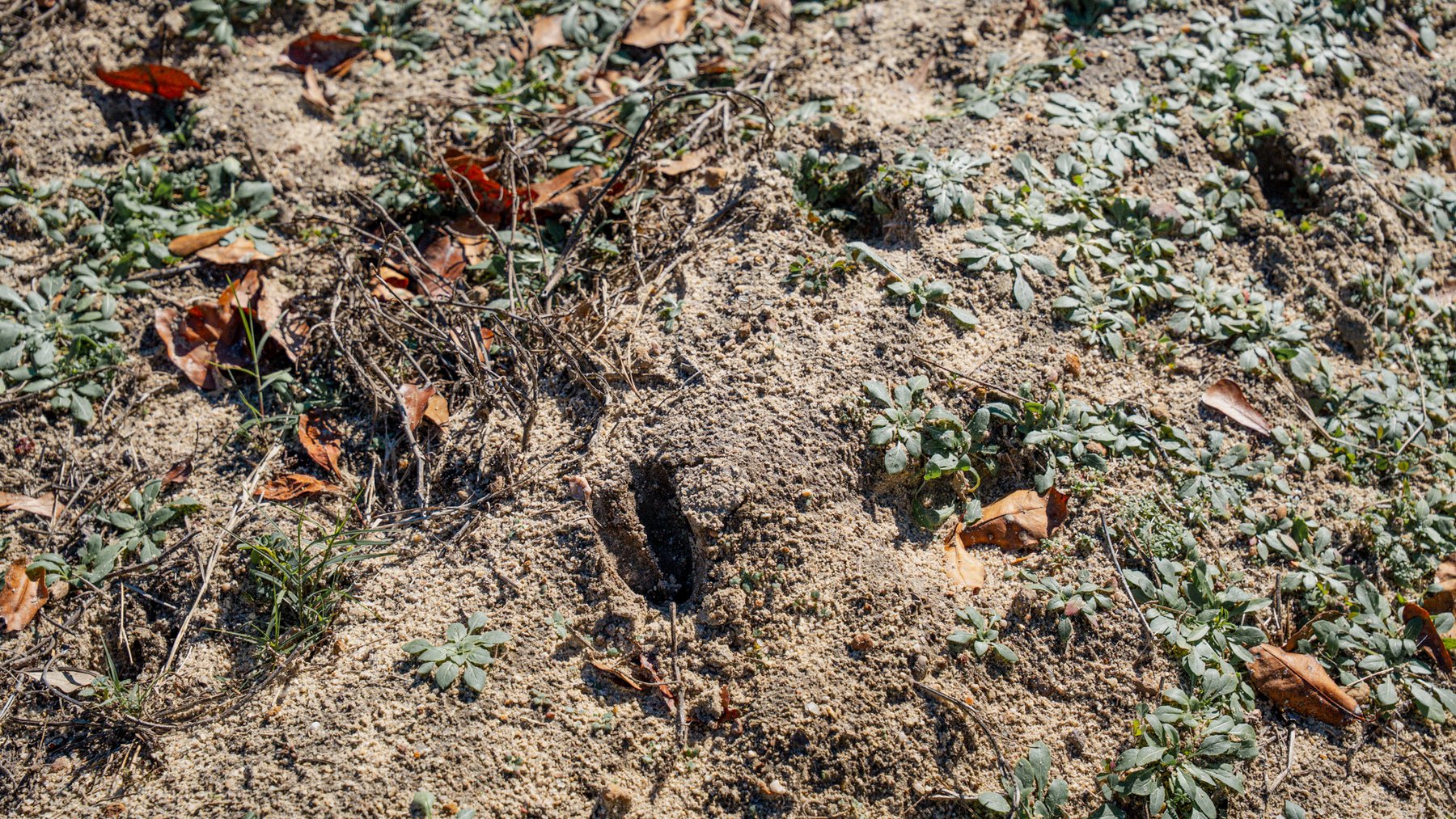 Image for Swallow Lane Farm - 157± Acres - Irwin County, Georgia - Income-Producing Row Crop Farmland & Recreational Retreat