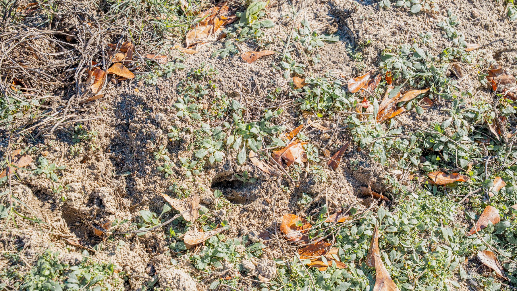 Image for Swallow Lane Farm - 157± Acres - Irwin County, Georgia - Income-Producing Row Crop Farmland & Recreational Retreat