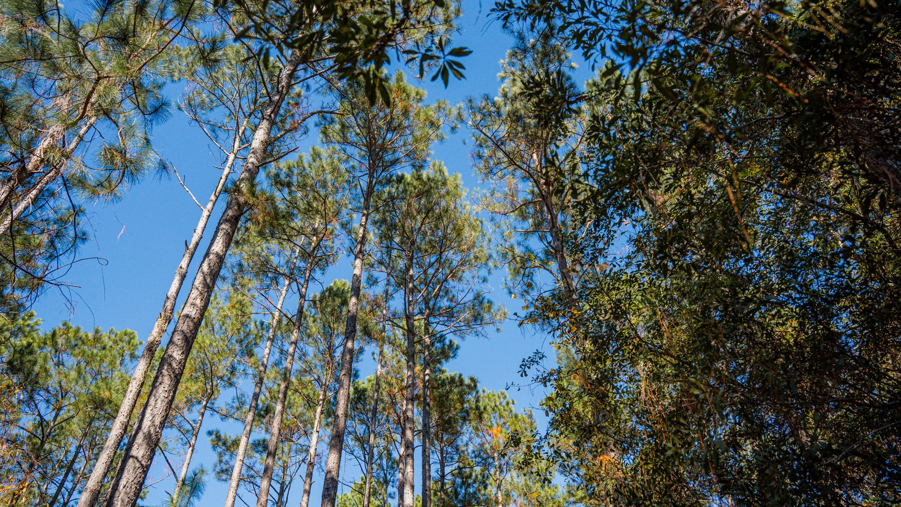 Image for Swallow Lane Farm - 157± Acres - Irwin County, Georgia - Income-Producing Row Crop Farmland & Recreational Retreat