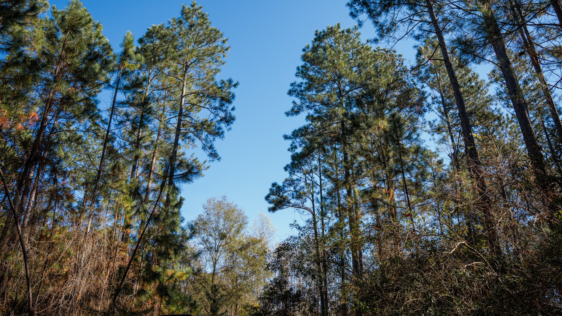 Image for Swallow Lane Farm - 157± Acres - Irwin County, Georgia - Income-Producing Row Crop Farmland & Recreational Retreat