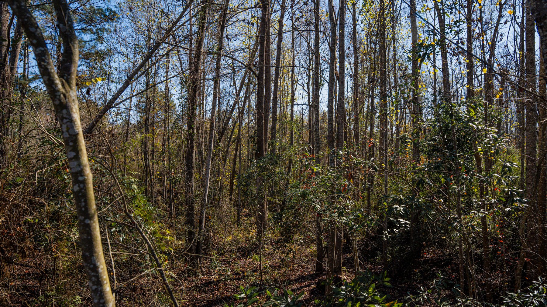 Image for Swallow Lane Farm - 157± Acres - Irwin County, Georgia - Income-Producing Row Crop Farmland & Recreational Retreat