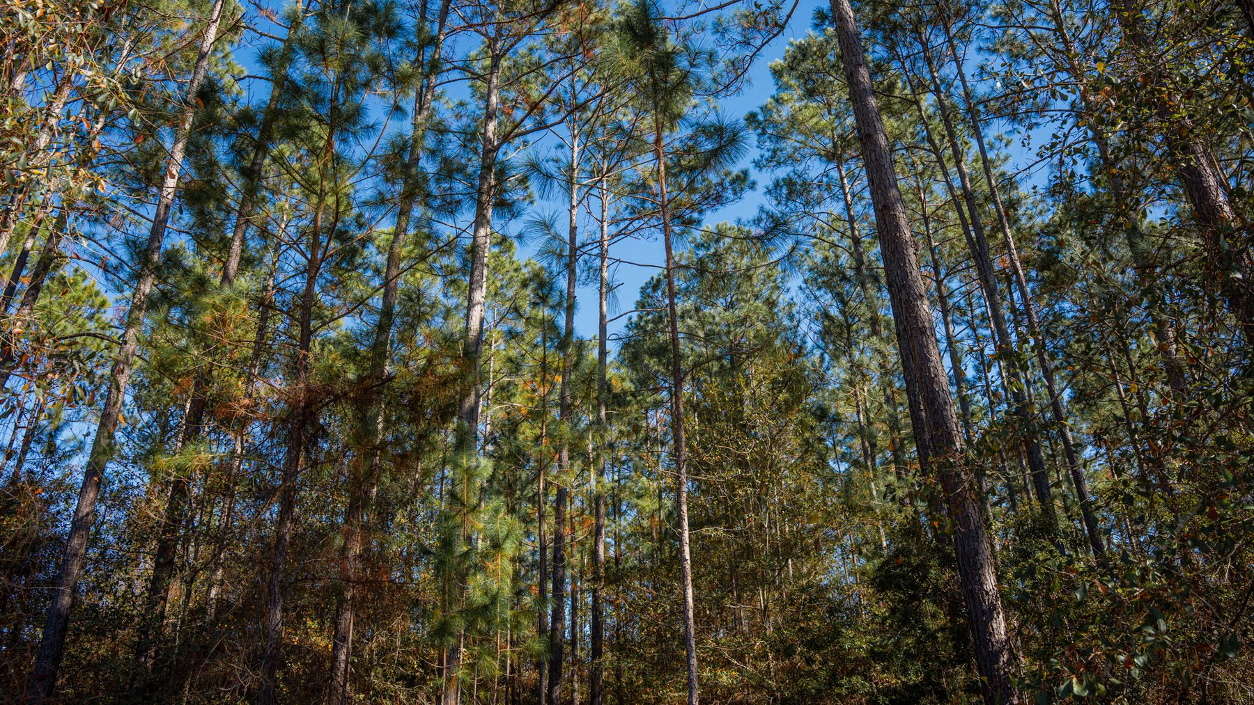 Image for Swallow Lane Farm - 157± Acres - Irwin County, Georgia - Income-Producing Row Crop Farmland & Recreational Retreat