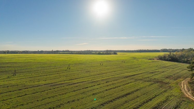 Image for The Glenn Farm Property - 377.6+/- Total Acres - Mitchell County, Georgia