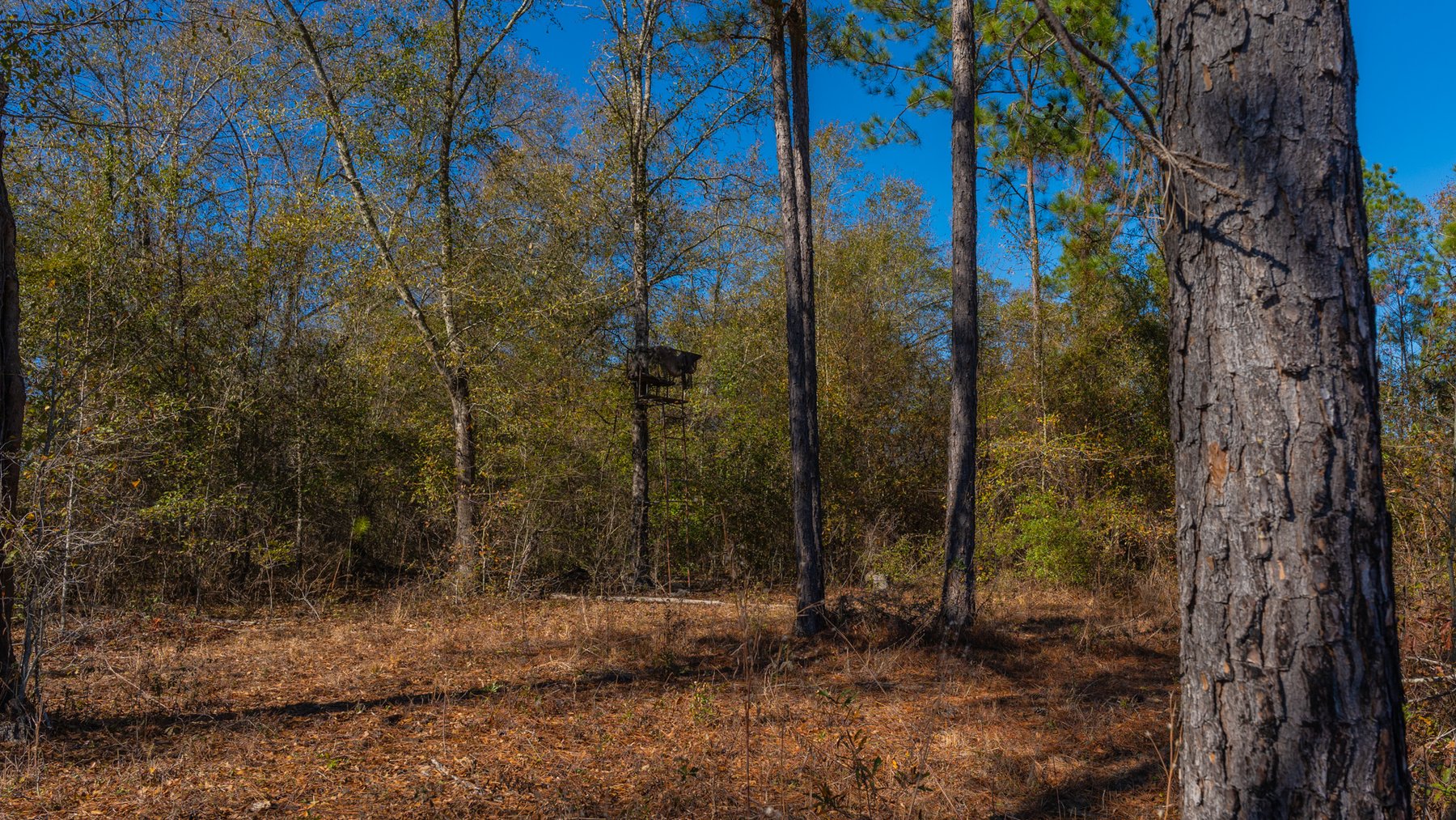Image for 294+/- Acres – Hester Farm - Exceptional Hunting Opportunity - Versatile Farmland, Timber, & Ponds Offered Divided & as a Whole