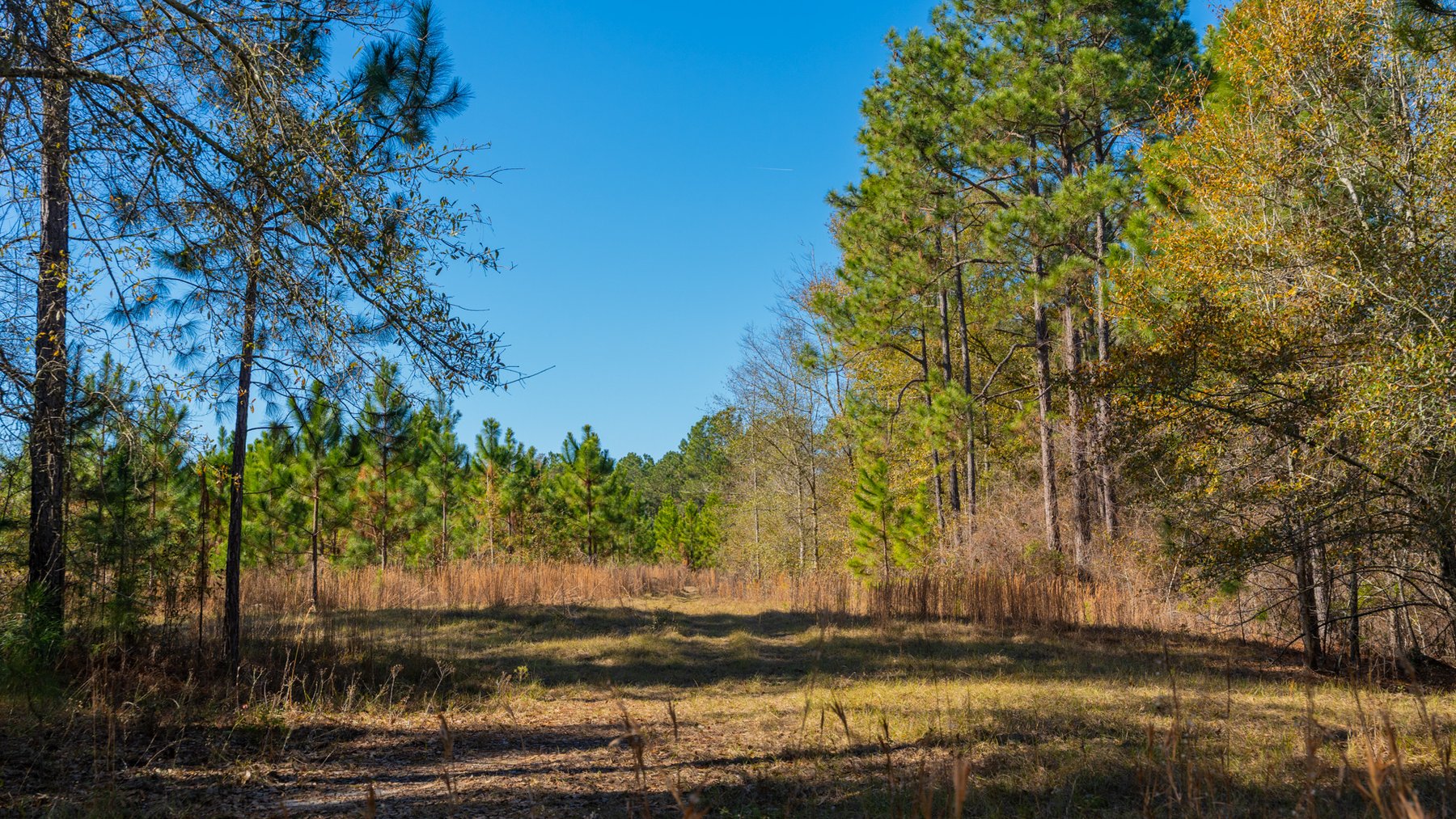 Image for 294+/- Acres – Hester Farm - Exceptional Hunting Opportunity - Versatile Farmland, Timber, & Ponds Offered Divided & as a Whole